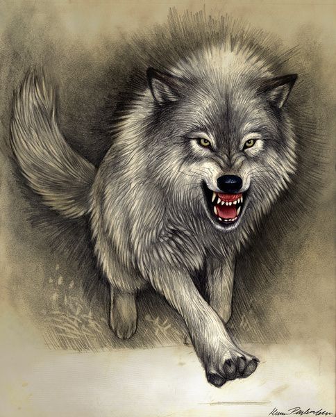 a drawing of a wolf running with its mouth open