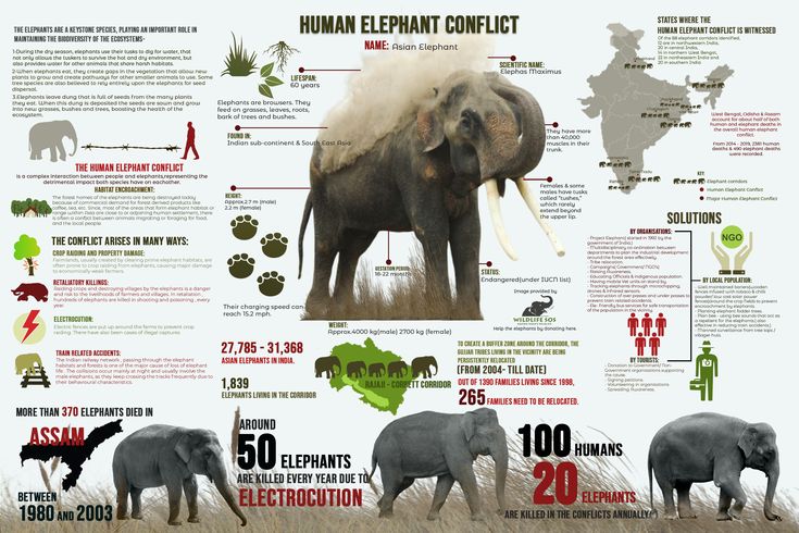 an elephant is shown with information about its habitat and how to use it in this poster