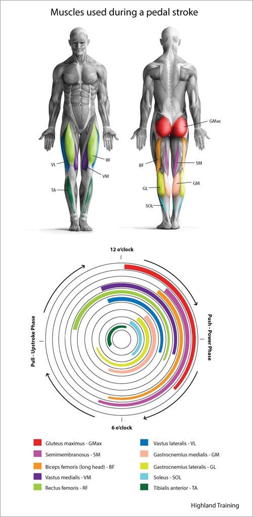 the muscles are labeled in different colors and sizes, including red, green, blue, yellow