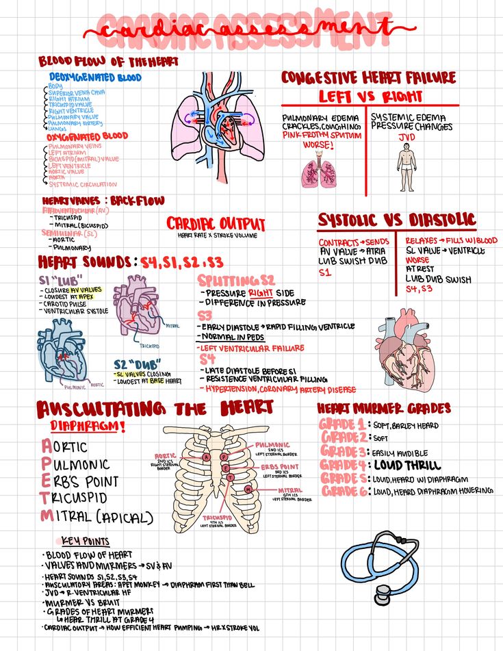 the anatomy of the human body and its functions in each part of the body, including the