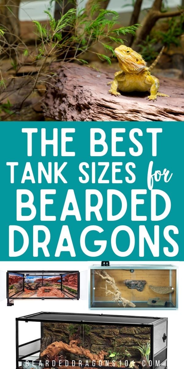 the best tank sizes for bearded dragon's in their enclosures, and how to use them