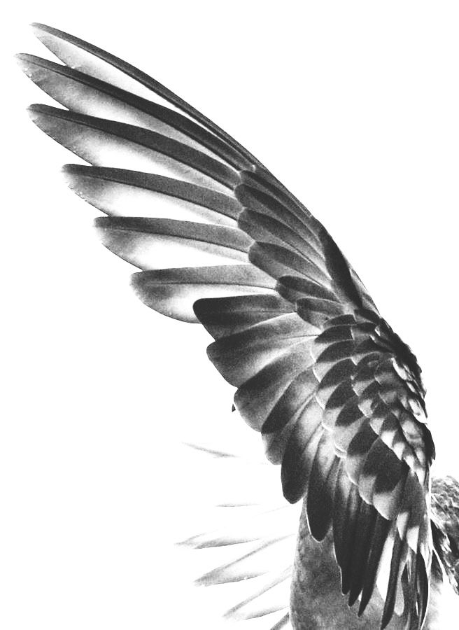 a black and white photo of a bird with its wings spread