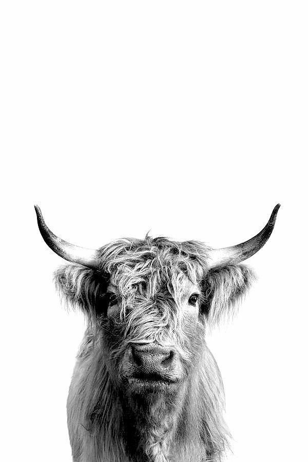 a black and white photo of a cow with long horns on it's head