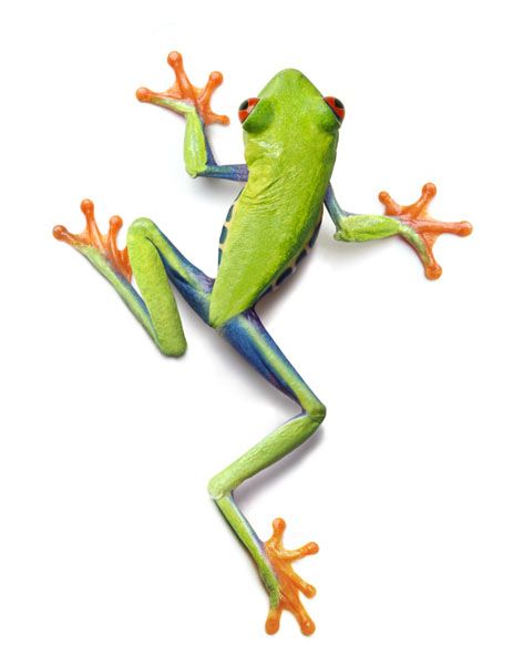 a green frog sitting on top of a white surface with orange legs and arms outstretched