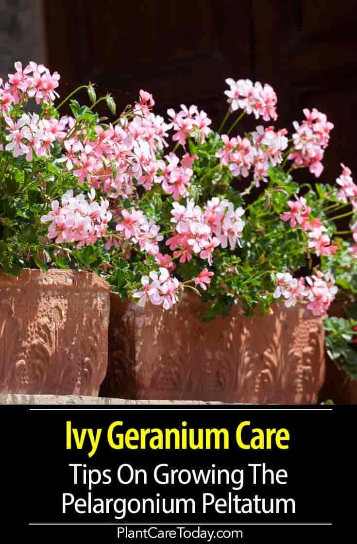 pink flowers in brown pots with text overlay saying ivy geranium care tips on growing the pelargonium pelatum