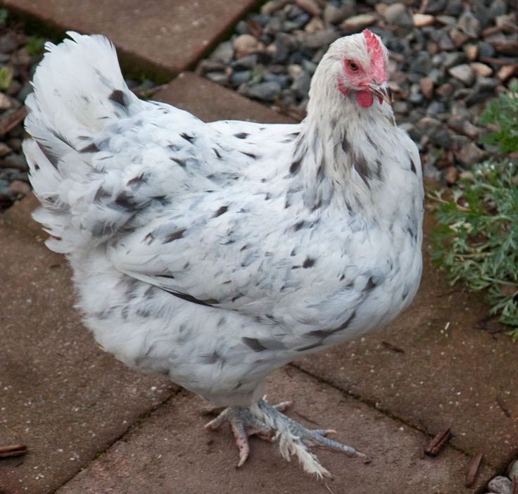 a white and gray chicken standing on top of a brick walkway next to grass and rocks