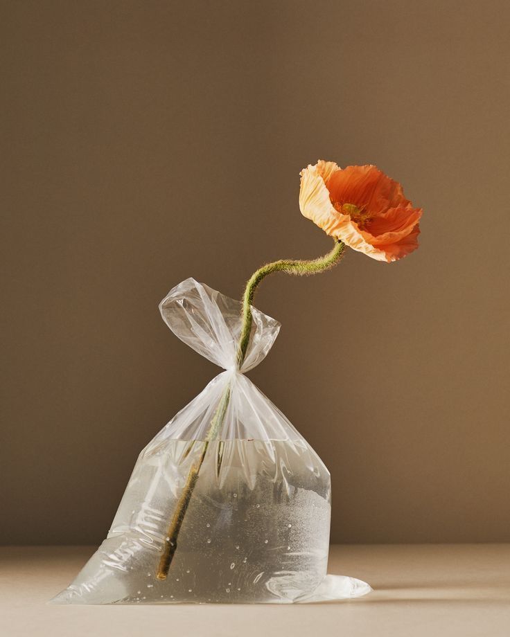 an orange flower in a clear plastic bag