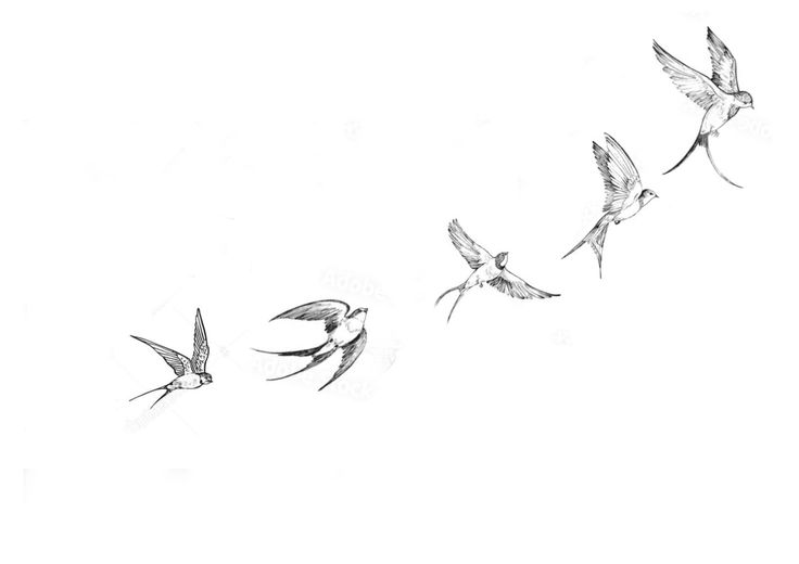 three birds flying in the air with one bird on its back and two others behind them