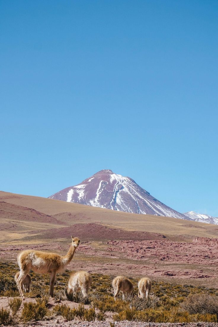 llamas grazing in the desert with a mountain in the background