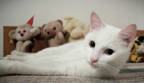 a white cat laying on top of a bed next to stuffed animals