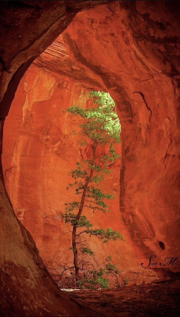 a tree growing out of the middle of a rock formation in an orange colored area