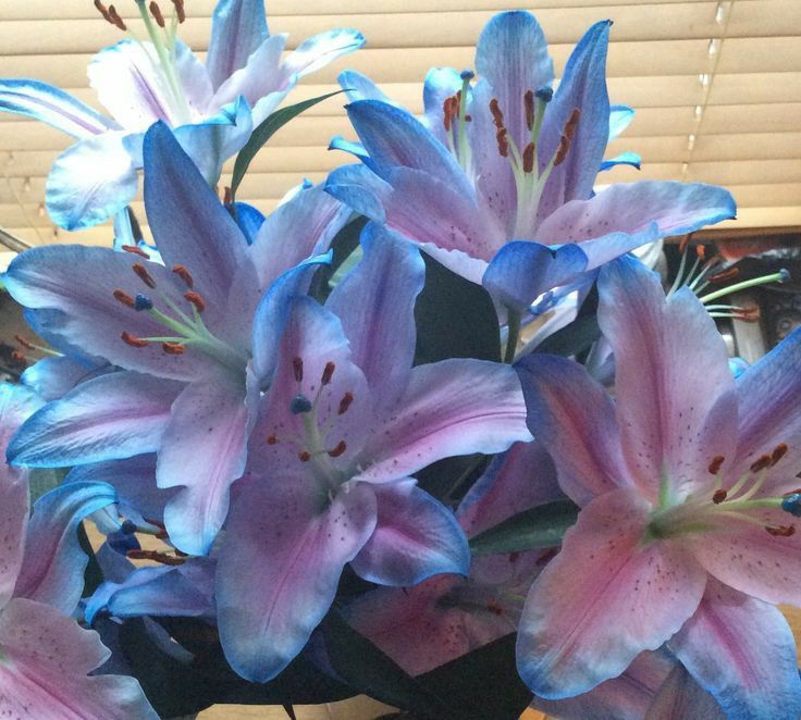 blue and pink flowers are in a vase