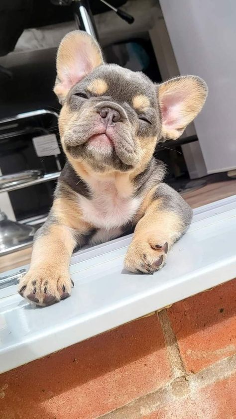 a small dog sitting on top of a window sill next to a brick wall