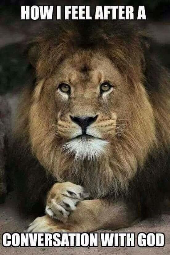 a lion with the caption'how i feel after a conversation with god '