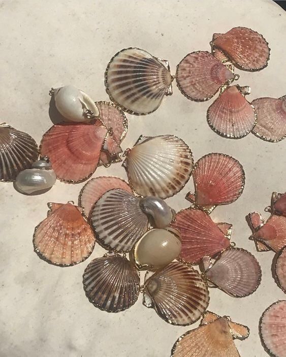 several seashells are arranged on a white surface