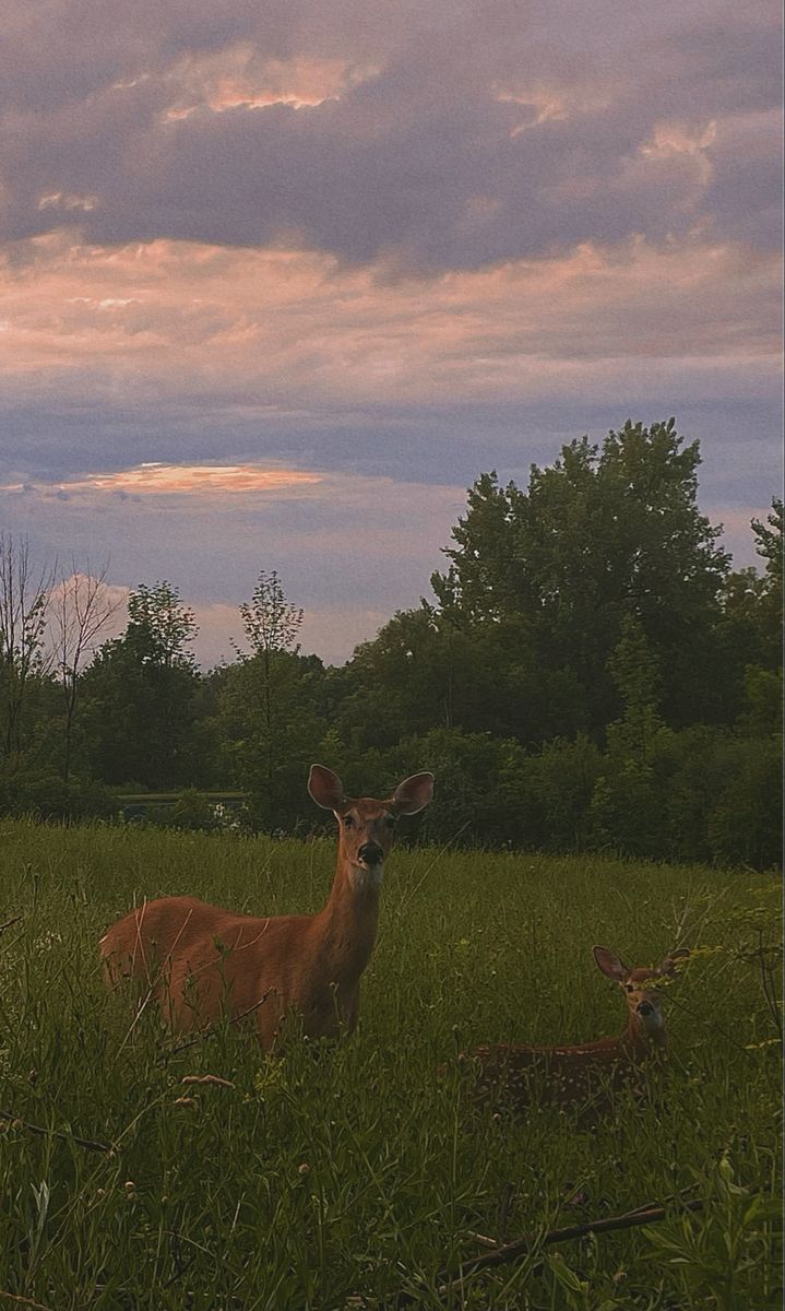 two deer standing in tall grass with trees in the backgroud and clouds in the sky