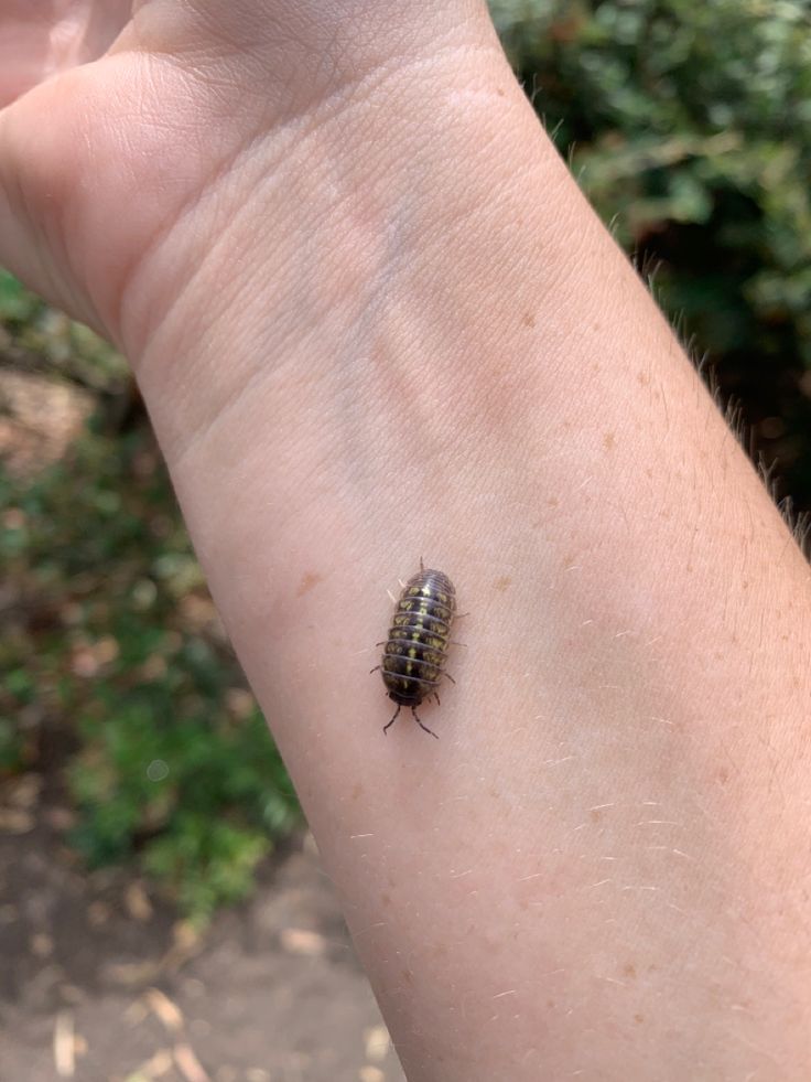 a small bug on the arm of someone's hand in front of some bushes