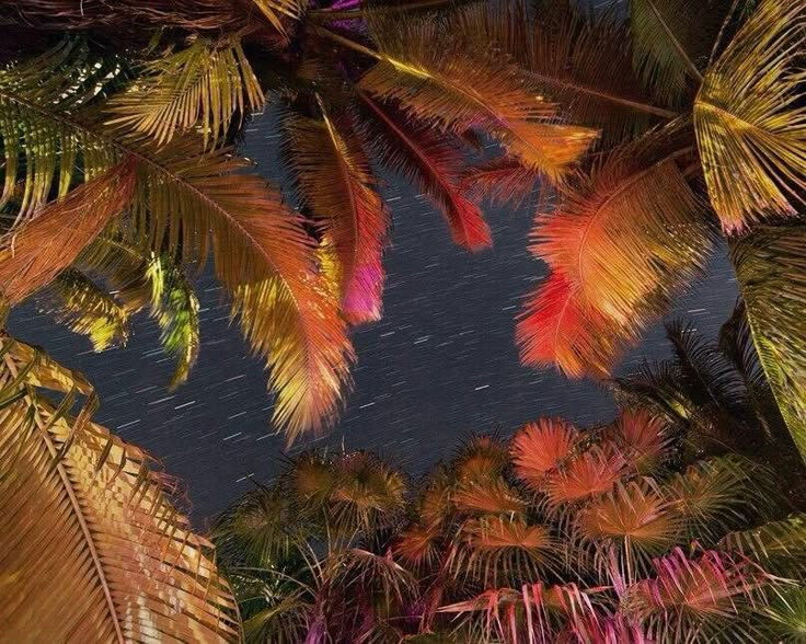 palm trees are illuminated by the night sky