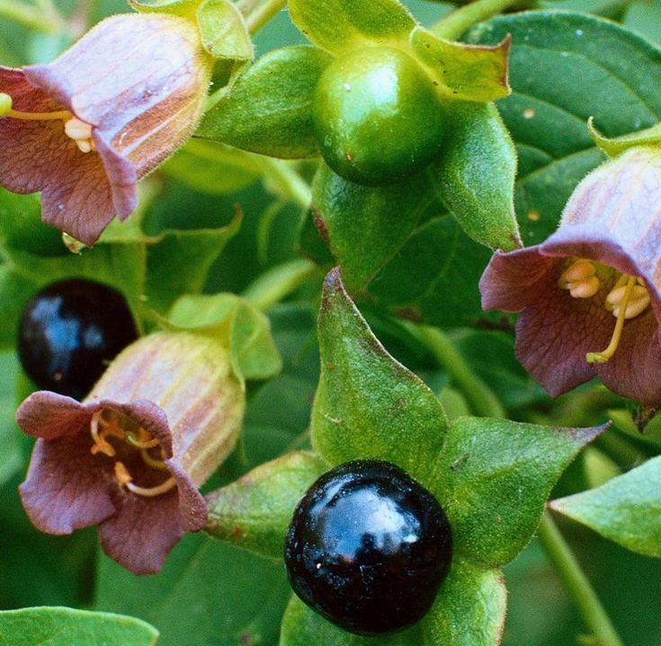 the flowers are blooming on the plant with green leaves and dark purple berries in the foreground