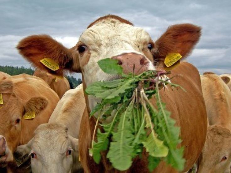 a group of brown cows standing next to each other on a field with green leaves