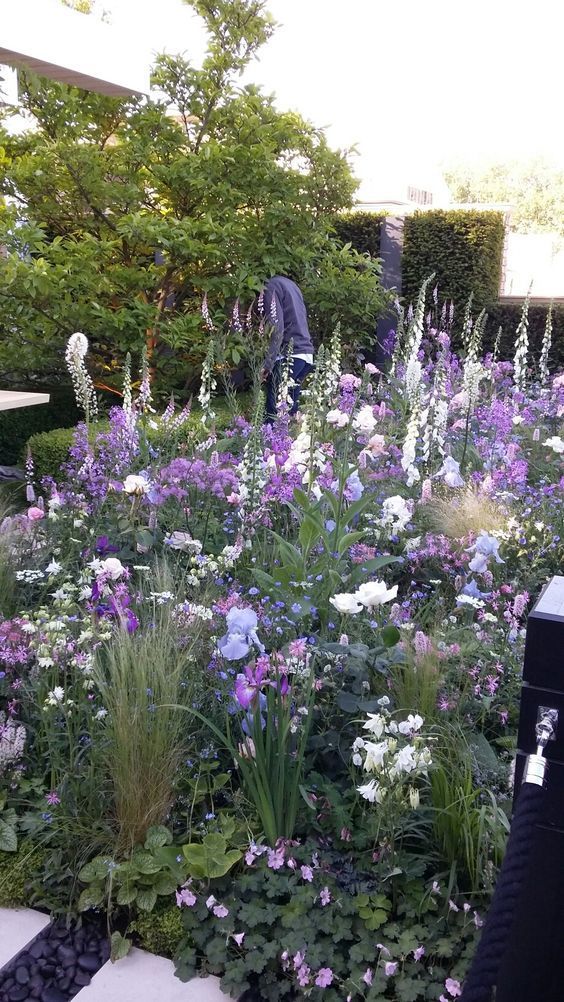 the garden is full of purple and white flowers