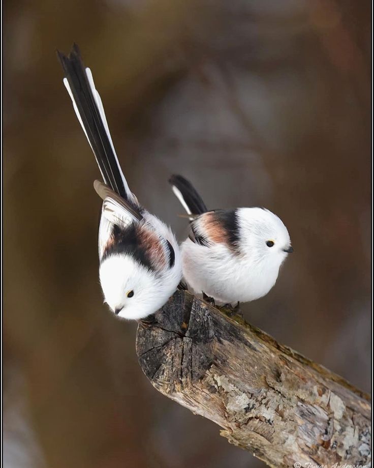 two white and black birds sitting on top of a tree branch next to each other