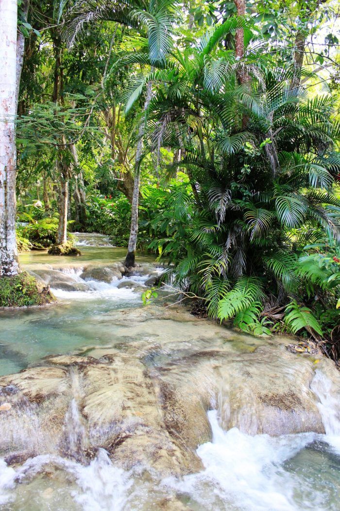 a river running through a lush green forest