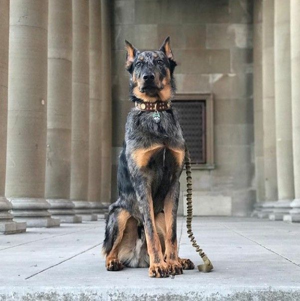 a dog sitting on the ground with its leash tied around it's neck