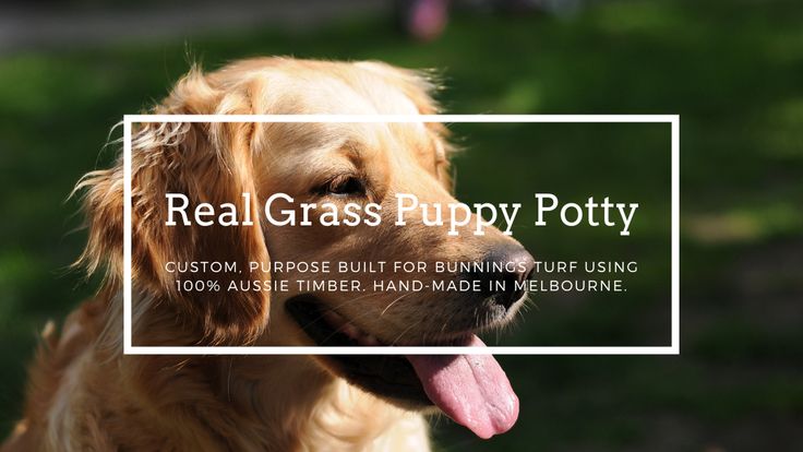 Real Grass Puppy Potty