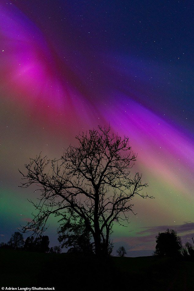 the aurora bore is visible in the night sky above a tree with no leaves on it