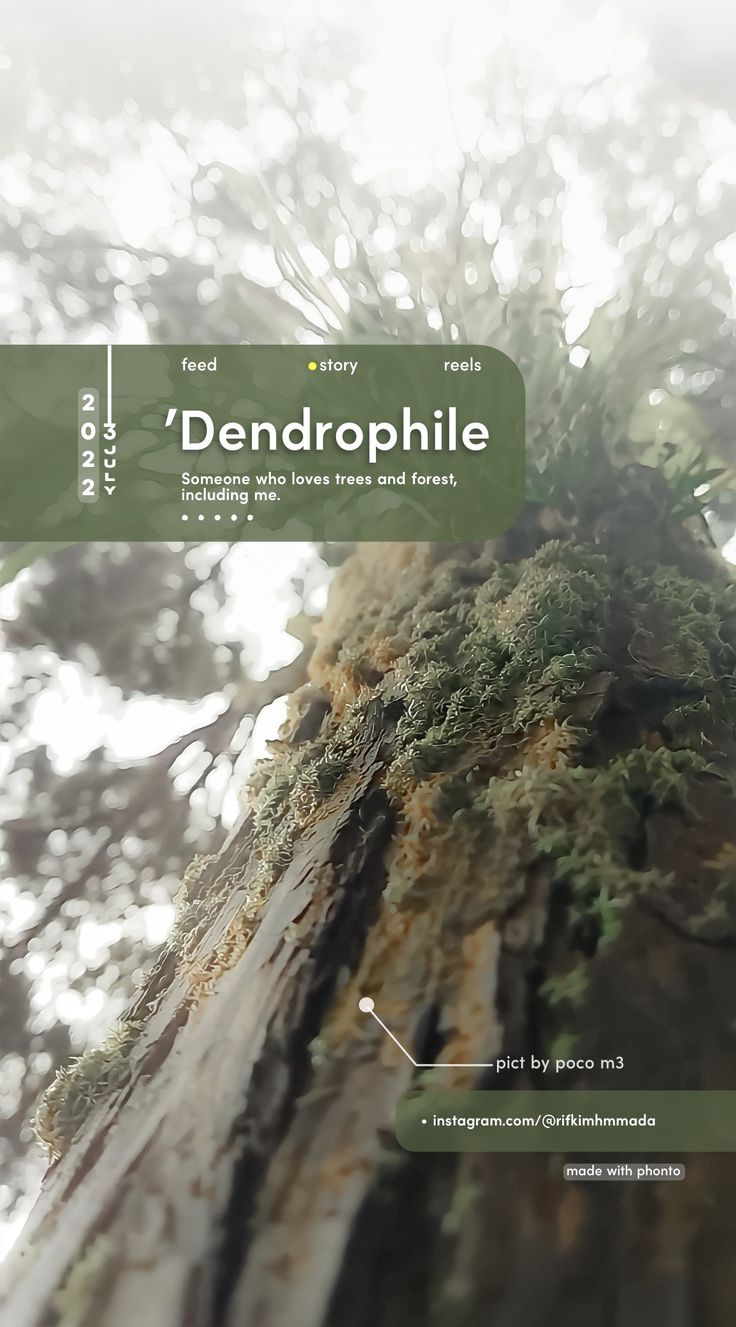 the cover of denophile magazine, featuring an image of a tree with moss growing on it