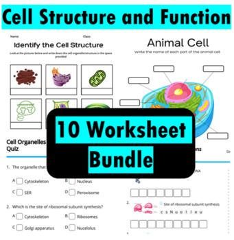 cell structure and function worksheet bundle for kids to practice cell structures in the classroom