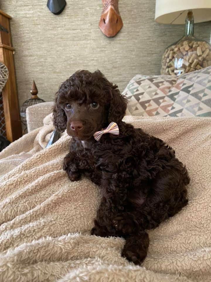 a brown poodle laying on top of a bed next to a lamp and headboard