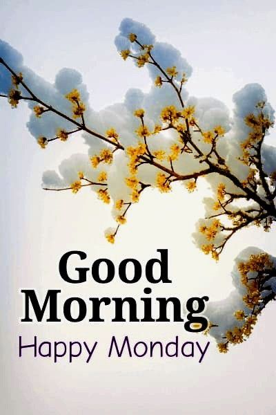 the words good morning happy monday are written in front of a branch with snow on it