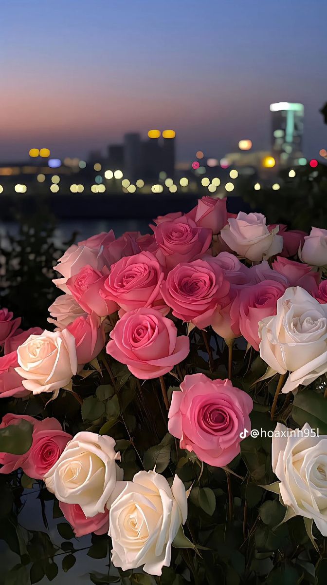 pink and white roses are in the foreground with a cityscape in the background