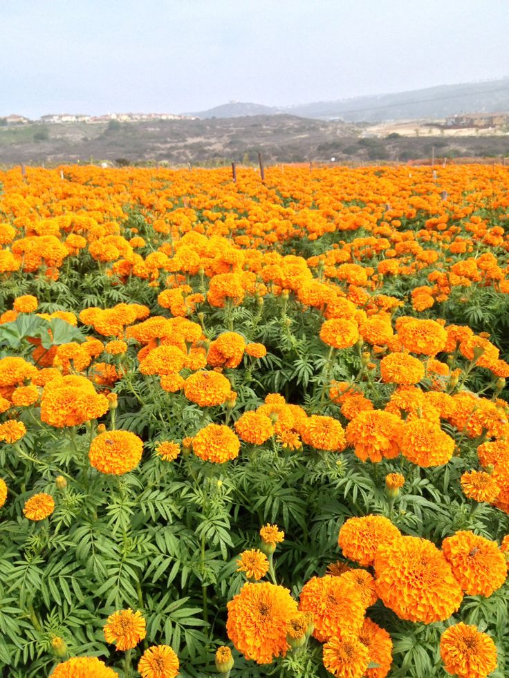 a field full of yellow flowers with hills in the background