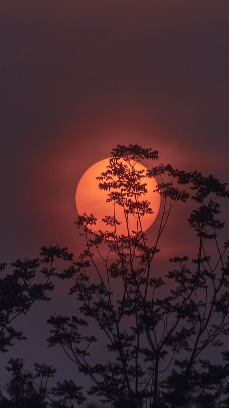 the sun is setting over some trees in front of a dark sky with no clouds