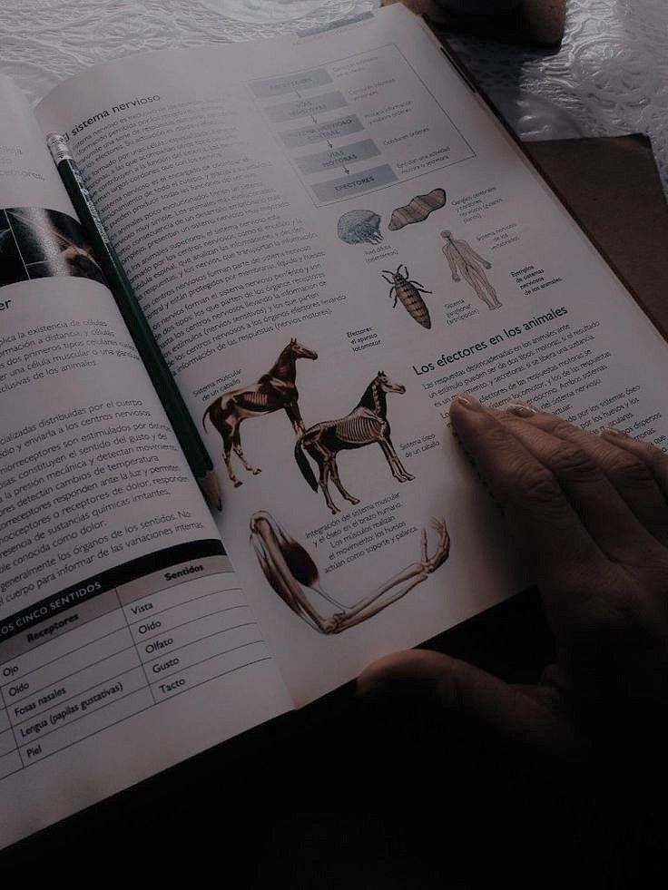 an open book with pictures of horses and their names on it, in front of a person's hand