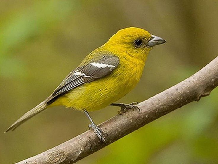 a yellow and gray bird perched on a tree branch