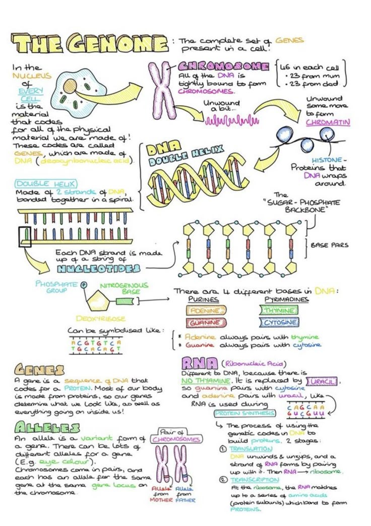 a hand drawn diagram with different things in it