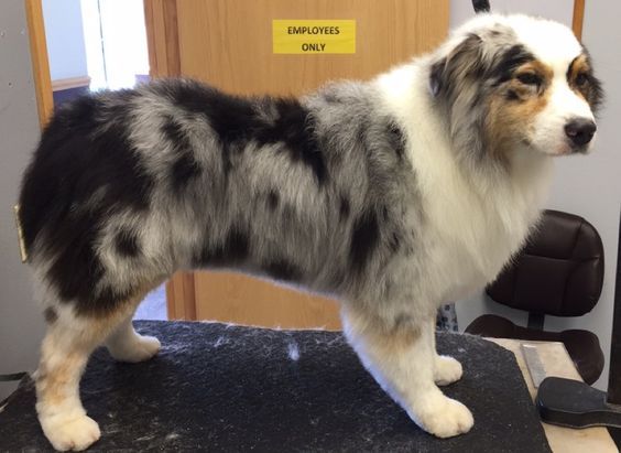 a dog standing on top of a table next to a chair