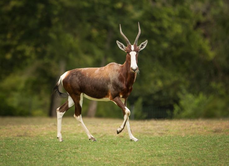 an antelope running in the grass with trees in the background