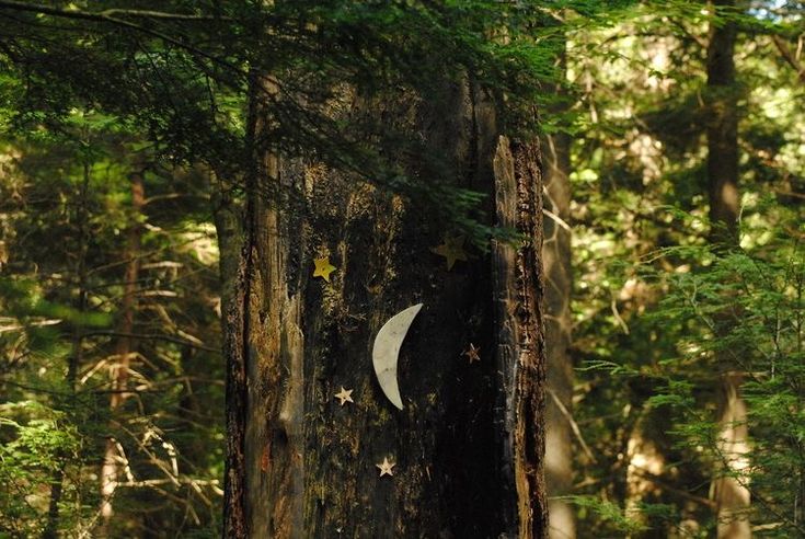 the moon and stars are embedded in the bark of a large, old - growth tree