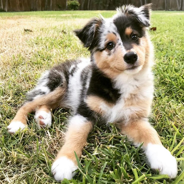 a small dog laying in the grass outside