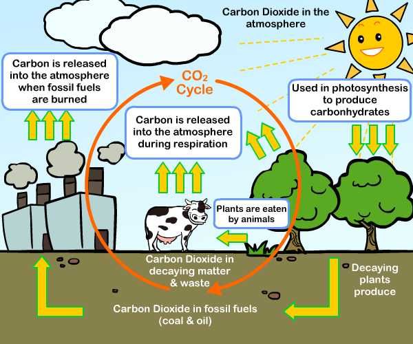 an image of carbon cycle diagram with plants, trees and animals in the process of photoshopping