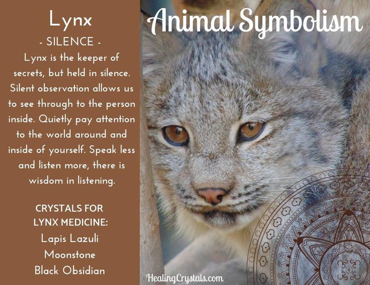 an animal symbol is shown in this image with the caption for lynxx slinec