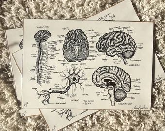 three sheets of paper with drawings of brain and nervous systems on top of each other