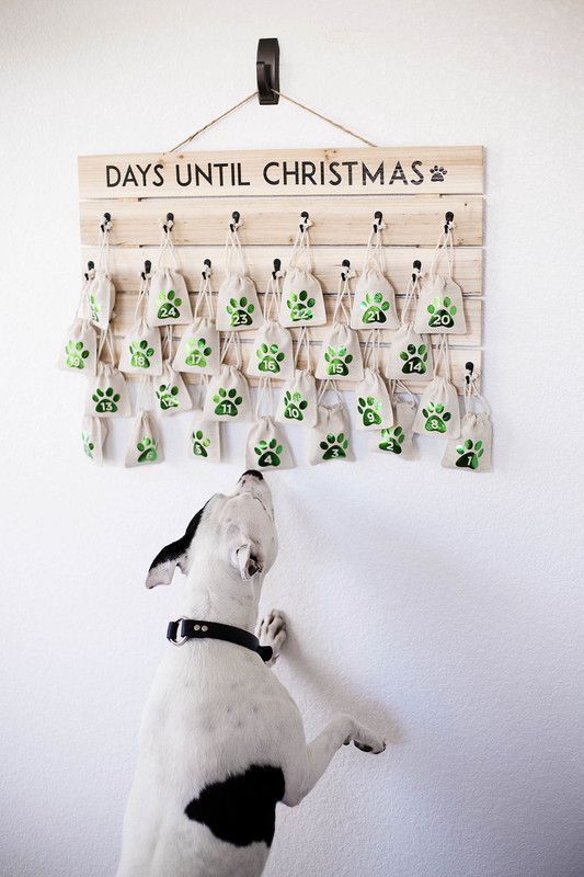 a dog is looking up at a christmas ornament hanging on a white wall