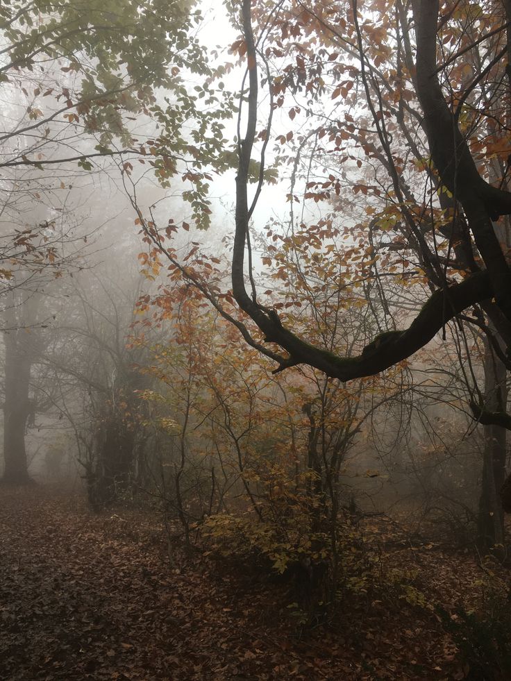 foggy forest with trees and leaves in the foreground, on an overcast day