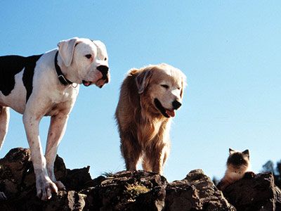 two dogs and a cat are standing on top of rocks with sky in the background